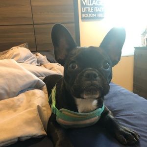 Meet your Posher, Sammy